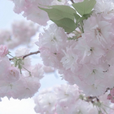 Furry插画色彩灵感福瑞交流群